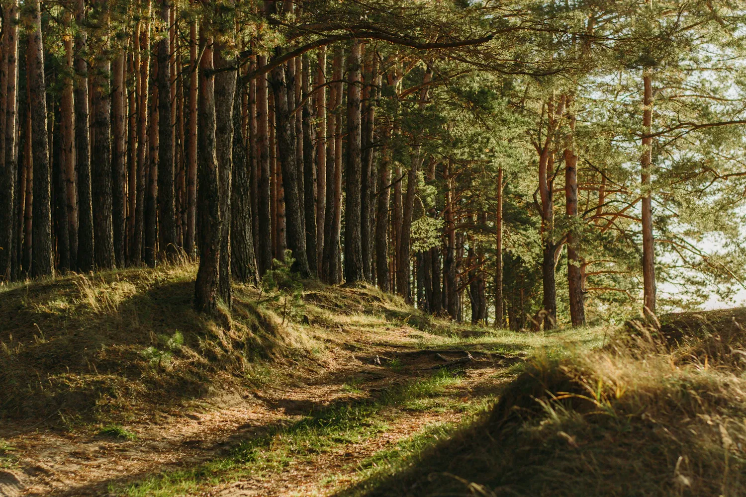 Solbelyst tallskog med lugn stig